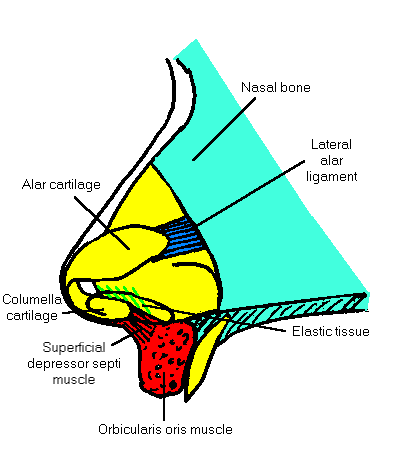 surface anatomy nose