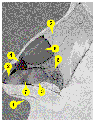 Illustration of Nasal Anatomy