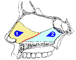 Illustration of the skeleton of the nasal septum