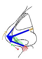 Illustration of nose tip dynamics